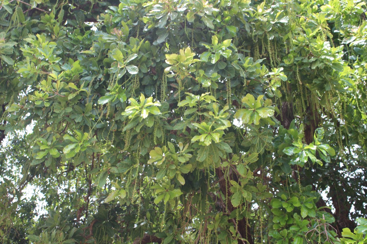 Barringtonia acutangula (L.) Gaertn.